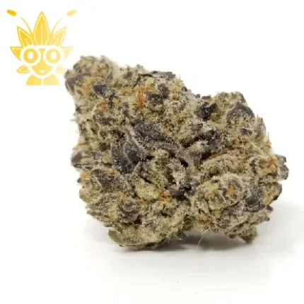 Mimosa